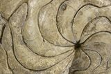 Fossil Nautilus (Aturia) - Boujdour, Morocco #306913-2